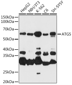 ATG5 Rabbit pAb