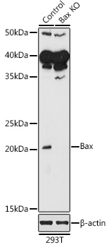 [KO Validated] Bax Rabbit pAb
