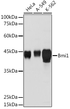 Bmi1 Rabbit pAb