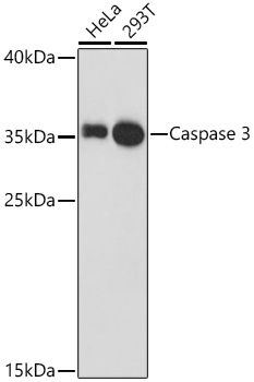 Caspase-3 Rabbit pAb