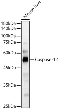 Caspase-12 Rabbit pAb