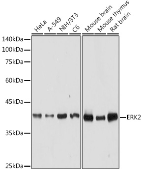 [KO Validated] ERK2 Rabbit pAb