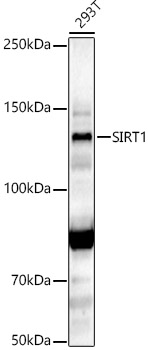 SIRT1 Rabbit pAb