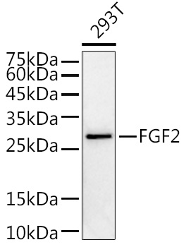 FGF2 Rabbit pAb