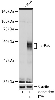 c-Fos Rabbit pAb
