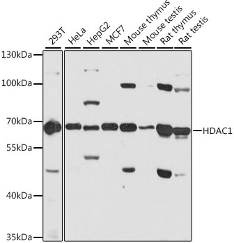[KO Validated] HDAC1 Rabbit pAb