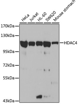 HDAC4 Rabbit pAb