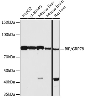 BiP/GRP78 Rabbit pAb