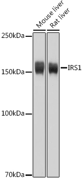 IRS1 Rabbit pAb