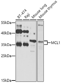 MCL1 Rabbit pAb