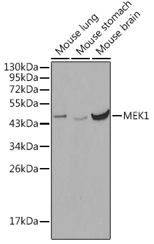 MEK1 Rabbit pAb