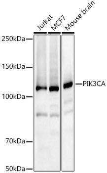 PIK3CA Rabbit pAb