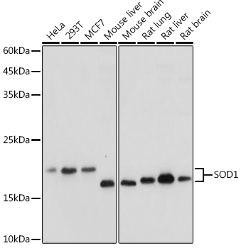 SOD1 Rabbit pAb