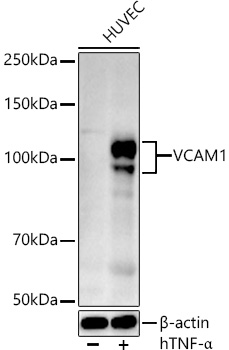 VCAM1 Rabbit pAb
