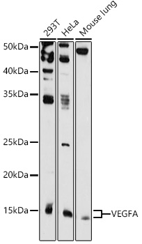 VEGFA Rabbit pAb