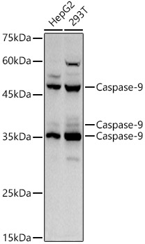 Caspase-9 Rabbit pAb
