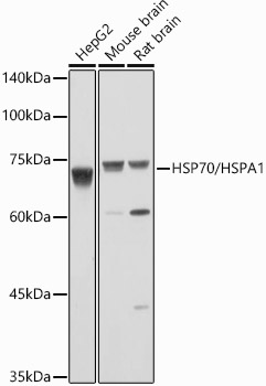 HSP70/HSPA1 Rabbit pAb