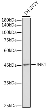JNK1 Rabbit pAb