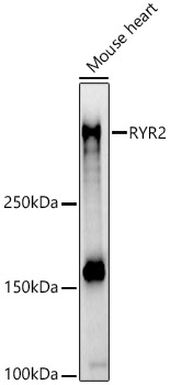RYR2 Rabbit pAb