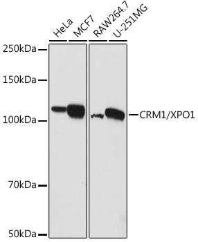CRM1/XPO1 Rabbit pAb