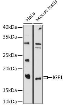 IGF1 Rabbit pAb