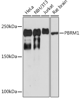 PBRM1 Rabbit mAb
