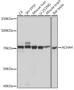 ACHA4 Rabbit mAb