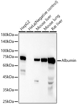 Albumin Rabbit pAb