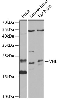 VHL Rabbit pAb