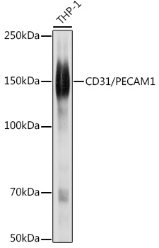 CD31/PECAM1 Rabbit pAb