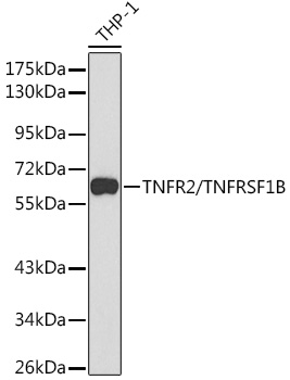 TNFR2/TNFRSF1B Rabbit pAb