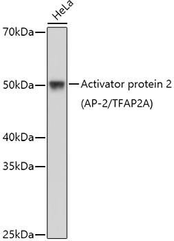 Activator protein 2 (AP-2/TFAP2A) Rabbit pAb