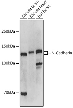 N-Cadherin Rabbit pAb