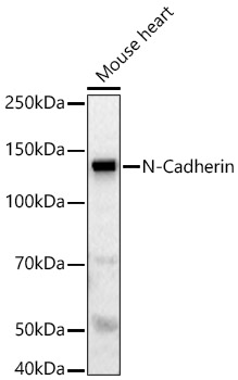 N-Cadherin Rabbit pAb