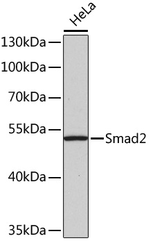 Smad2 Rabbit pAb