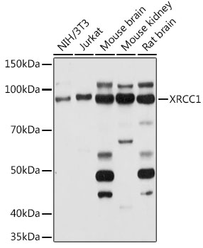 XRCC1 Rabbit pAb