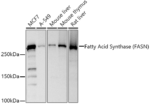 Fatty Acid Synthase (FASN) Rabbit pAb