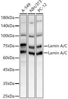 Lamin A/C Rabbit pAb