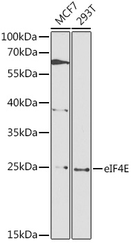 eIF4E Rabbit pAb