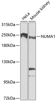 NUMA1 Rabbit pAb