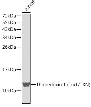 Thioredoxin 1 (Trx1/TXN) Rabbit pAb