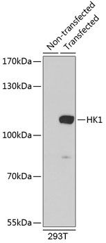 HK1 Rabbit pAb