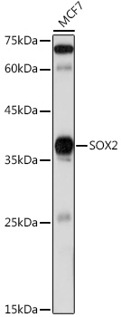 SOX2 Rabbit pAb
