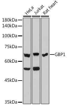 GBP1 Rabbit mAb