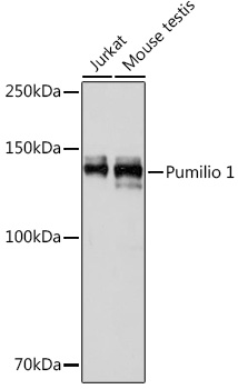 Pumilio 1 Rabbit mAb