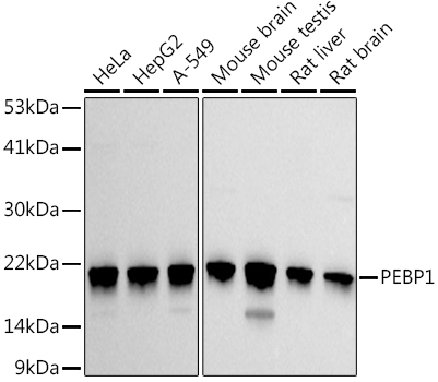 PEBP1 Rabbit pAb