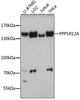 PPP1R12A Rabbit pAb