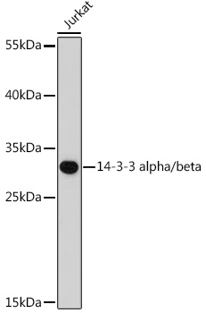 14-3-3 alpha/beta Rabbit pAb