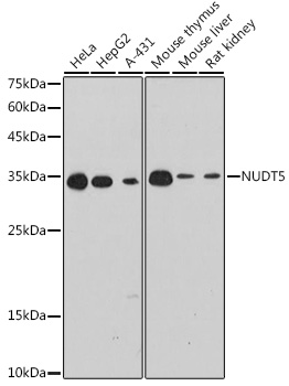 NUDT5 Rabbit mAb