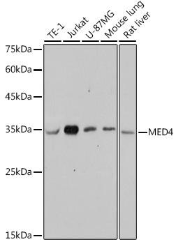 MED4 Rabbit mAb